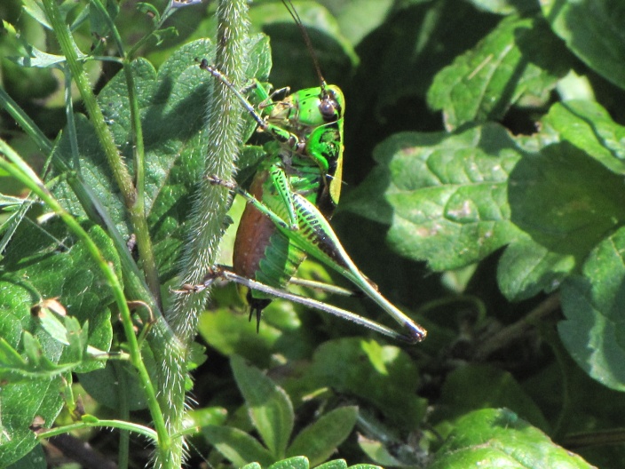 Ensiferi: Eupholidoptera sp.